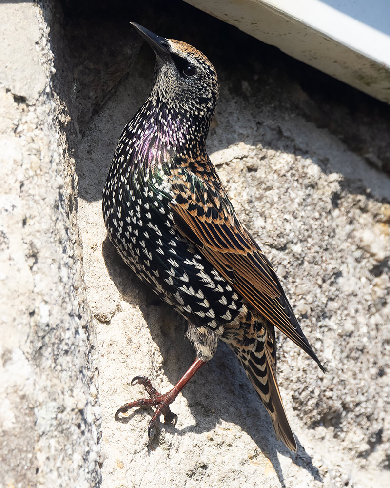 Starling